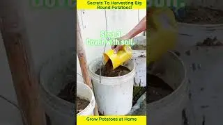 Growing Potatoes at Home: Simple Tips for a Bumper Harvest! #gardeningdiy #garden #gardening #DIY