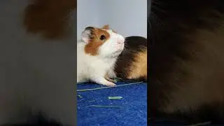 Guinea pig rumbling noise