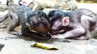 Ah! What this is a cute newborn monkey? It looks so beautiful newborn monkey, Newborn monkey