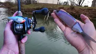 Winter Bass Fishing for Giant Shallow Bass!