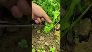 this is the best techniques for farming rural village life #shorts shorts