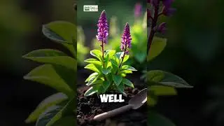 How to Grow and Care for Mexican Heather | Twig Terrace
