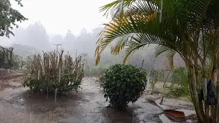 VIDA SIMPLES NA ROÇA-MUITA CHUVA POR AQUI-FEIJÃO COM LEGUMES + SEMEEI COENTRO E ALFACE...