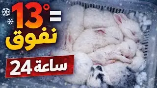 برنامج فضل البادبة :  13 درجة فقط .... نفوق كل صغار الارنب خلال 24 ساعة