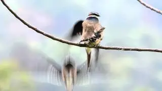 Whiskered Treeswift (Hemiprocne comata)