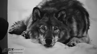 Retrato Lobo / Wolf portrait por Schoer.Art