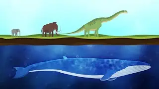 Ecco come le balene sono diventate gli animali pi&ugrave; grandi al mondo | Insider Italiano