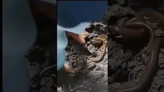 Ternak belut di ember #Shorts#belut