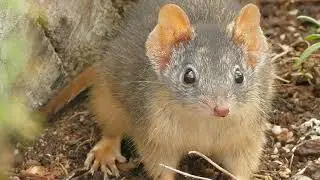 Yellow-footed antechinus 10 May 2021 Victoria Australia P3200251_3