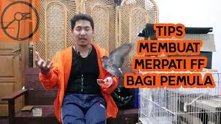 CARA MENCETAK MERPATI FREE FLY
