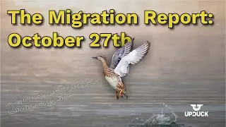 The Migration Report: Wisconsin Waterfowl Updates - Oct 27th