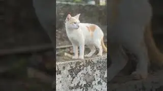 Local cat bittu #shorts #cat #catshorts