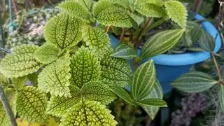 como cultivar tantas plantas lindas em um pequeno espaço: florestinha do meu amigo