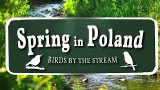 Spring in Poland -   Blackcap, chiffchaff, yellowhammer, hawfinch, wren, great tit and other #nature