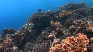 Beneath the Waves, A Relaxing Coral Reef Journey Set to Peaceful Music {Part 3}