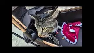 My cats are finally adventure cats! +new magine & tag (the chongker cat will too go on adventures) 