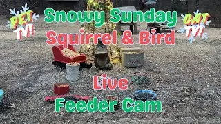 Snowy Sunday Squirrel & Bird Feeder Cam Live Stream CAT & PET TV