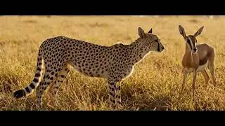 Wildlife of Africa: Survival Stories of Antelopes, Lions, Elephants, and Serpents