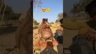 مأدبة الجمل الملكية: اليوم حتى الجمل مندهش مما يحدث هنا! 🐫❤️#shorts #camel #viral