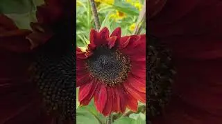 RED Sunflowers, have you seen these? #shorts #shortsvideo