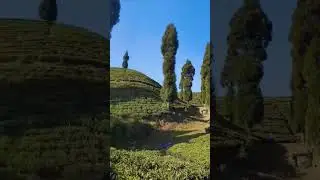 Gopal dhara tea garden#travel #darjeeling_tour #hills #tranding #shortvideo #teagarden .