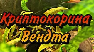 ОПИСАНИЕ И УХОД ЗА КРИПТОКОРИНОЙ ВЕНДТА.