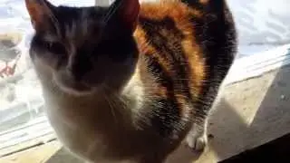Calico cat, rabbits and birds