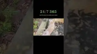 Lucky dog training