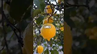 Did you know Lemons Float, but Limes Sink - A Citrus Conundrum?
