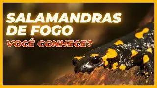 S&Eacute;RIE ANIMAIS MAIS ESTRANHOS DO MUNDO - A Salamandra de Fogo