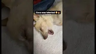 Coco Had Many Opps 💔