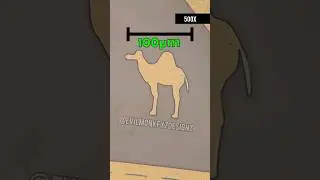 🐪 Верблюд на кремниевом чипе