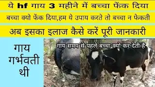 ये hf गाय 3 महीने की गर्भवती थी| बच्चा फेक दिया |समय से पहले बच्चा दे दिया|अब क्या करें बच्चा खराब .