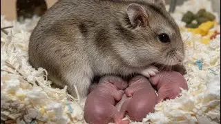 The birth of a Russian hamster mouse