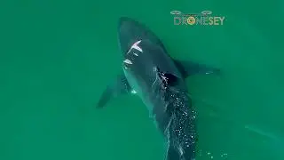 Great White Shark with Nasty Wounds and Pilot Fish!