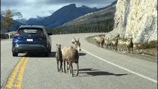 Rocky Mountain Sheep strolling down the road #wildlife #shorts