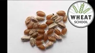 Wheat School: Mitigating seed-borne diseases