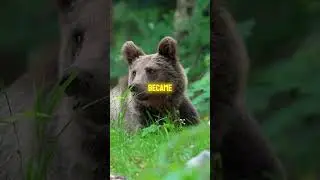 Heroic Animal Soldiers in War