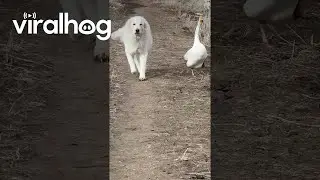 Goose Patrols With Guardian Dog || ViralHog