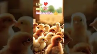 #CuteChicks #ChicksofEat #ChickVideos #CuteAnimals #AdorableChicks #FarmLife #CuteAndCuddly  ❤️👍🐥