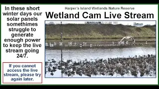 Harper's Island Wetlands Nature Reserve Live Stream