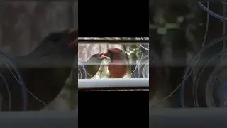 ✅Clear Bird Feeder Trick | Birds Won&rsquo;t Get Scared Away When One Observes Closely