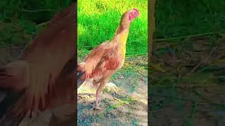Golden Rooster my chikin smart farm