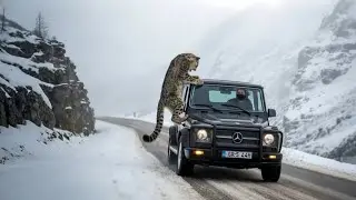 How A Mother Snow Leopard Saved Her Cub with Help of an Old Guy! #animals #rescueanimals #humanity