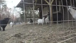 Coyote Attacks And Kills Greensboro Woman's Goats