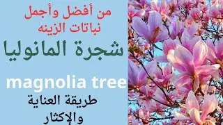شجرة المانوليا/الماغنوليا/magnolia tree care/طريقة العناية والإكثار