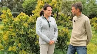 Culture bio d'Avocats dans le Var