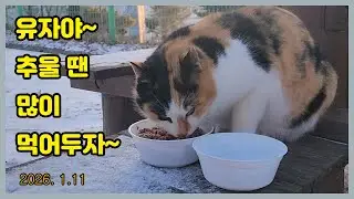 유자야~ 많이 춥지요?  Loving a cat...❤  Cat Video..