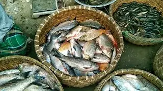 সস্তায় তাজা মাছের মেলা! আজকের মাছের বাজার দর ২০২৬ | Fish Market Update