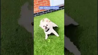 Знайомо?)#собака #dog #грумер Оцініть ТОП грумерів на RateList